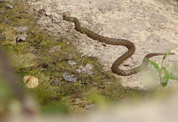 Sono una vipera scesa da un elicottero con il paracadute